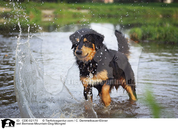 nasser Berner-Sennenhund-Mischling / wet Bernese-Mountain-Dog-Mongrel / CDE-02170