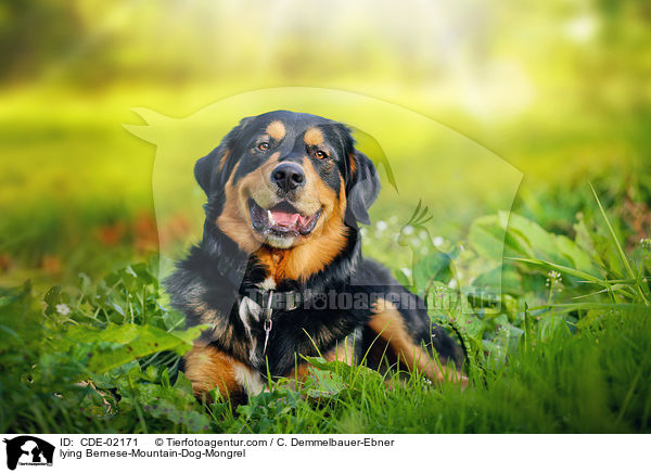 liegender Berner-Sennenhund-Mischling / lying Bernese-Mountain-Dog-Mongrel / CDE-02171