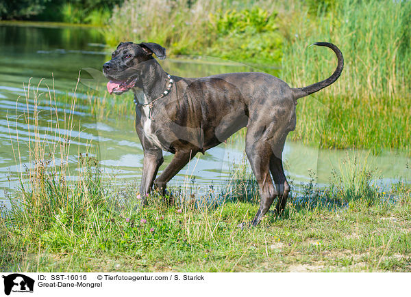 Deutsche-Dogge-Mischling / Great-Dane-Mongrel / SST-16016