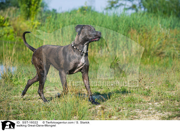 laufender Deutsche-Dogge-Mischling / walking Great-Dane-Mongrel / SST-16022