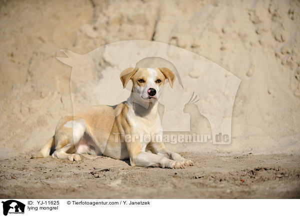 liegender Mischling / lying mongrel / YJ-11625