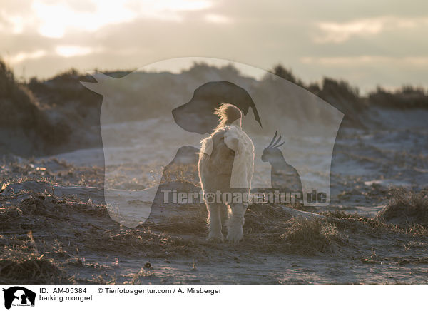 bellender Mischling / barking mongrel / AM-05384