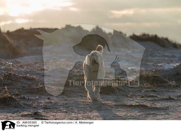 bellender Mischling / barking mongrel / AM-05385