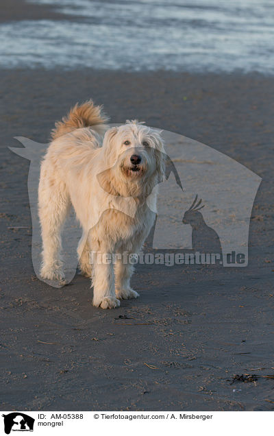 Mischling / mongrel / AM-05388