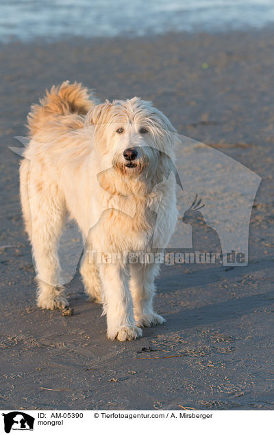 Mischling / mongrel / AM-05390