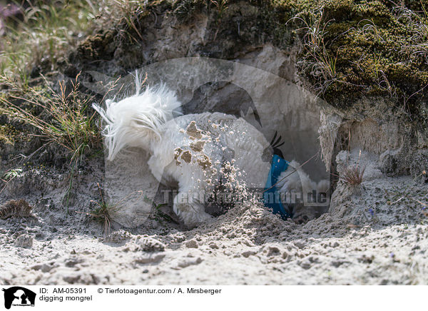 buddelnder Mischling / digging mongrel / AM-05391