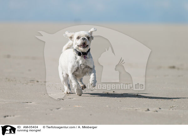 rennender Mischling / running mongrel / AM-05404