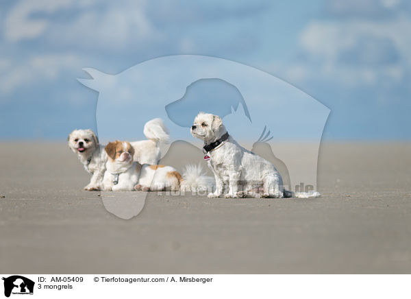 3 Mischlinge / 3 mongrels / AM-05409