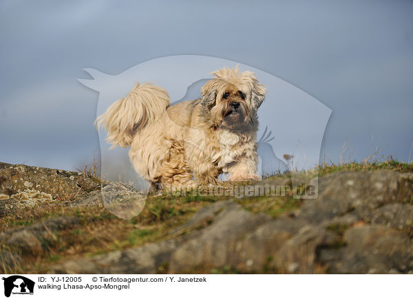 laufender Lhasa-Apso-Mischling / walking Lhasa-Apso-Mongrel / YJ-12005