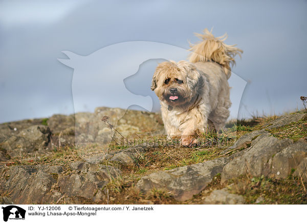 laufender Lhasa-Apso-Mischling / walking Lhasa-Apso-Mongrel / YJ-12006