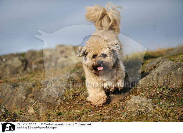 laufender Lhasa-Apso-Mischling / walking Lhasa-Apso-Mongrel / YJ-12007