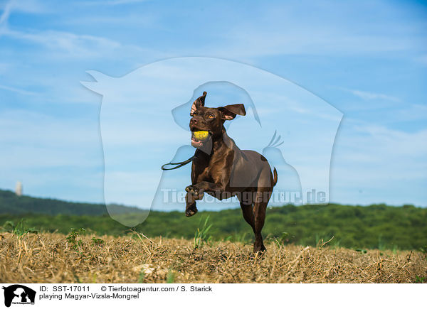 spielender Magyar-Vizsla-Mischling / playing Magyar-Vizsla-Mongrel / SST-17011