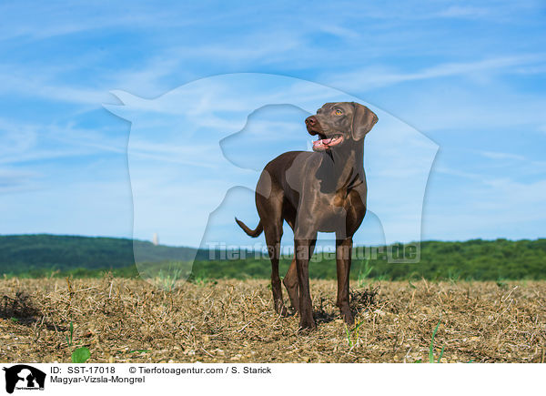 Magyar-Vizsla-Mischling / Magyar-Vizsla-Mongrel / SST-17018