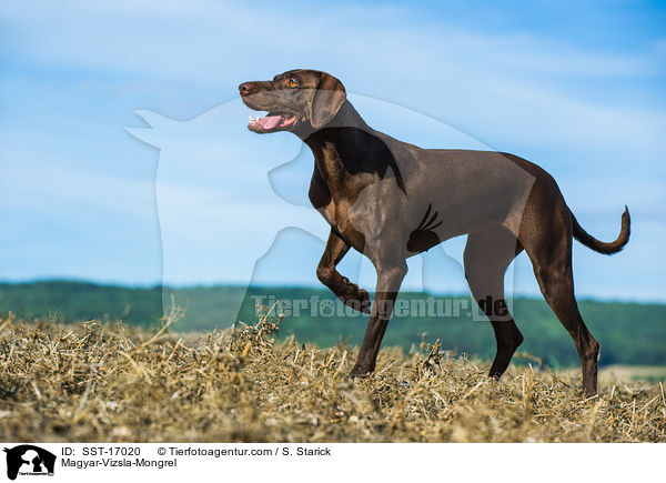 Magyar-Vizsla-Mischling / Magyar-Vizsla-Mongrel / SST-17020
