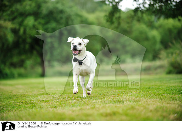 rennender Boxer-Pointer / running Boxer-Pointer / YJ-12556