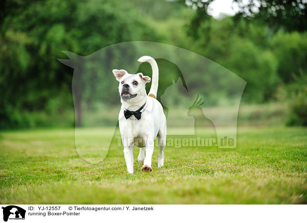 rennender Boxer-Pointer / running Boxer-Pointer / YJ-12557