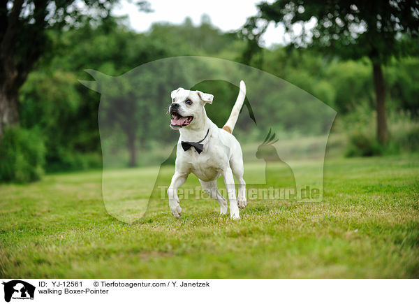laufender Boxer-Pointer / walking Boxer-Pointer / YJ-12561