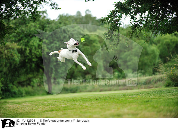 springender Boxer-Pointer / jumping Boxer-Pointer / YJ-12564