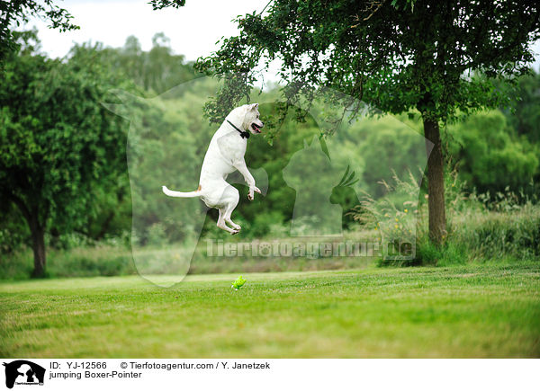 springender Boxer-Pointer / jumping Boxer-Pointer / YJ-12566