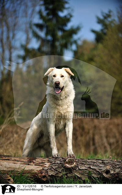 Schferhund-Mischling / Shepherd-Mongrel / YJ-12616