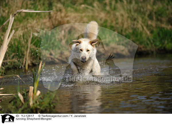 rennender Schferhund-Mischling / running Shepherd-Mongrel / YJ-12617