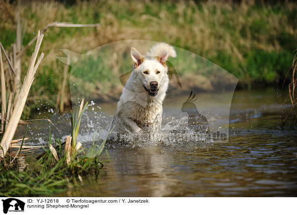 rennender Schferhund-Mischling / running Shepherd-Mongrel / YJ-12618