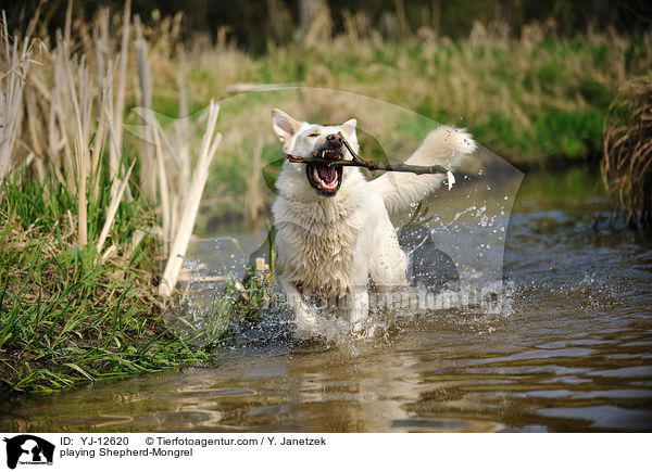 spielender Schferhund-Mischling / playing Shepherd-Mongrel / YJ-12620