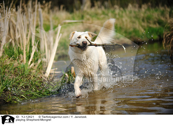 spielender Schferhund-Mischling / playing Shepherd-Mongrel / YJ-12621