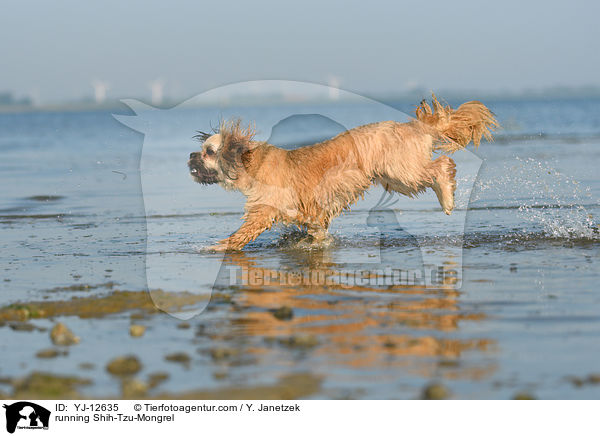 rennender Shih-Tzu-Mischling / running Shih-Tzu-Mongrel / YJ-12635