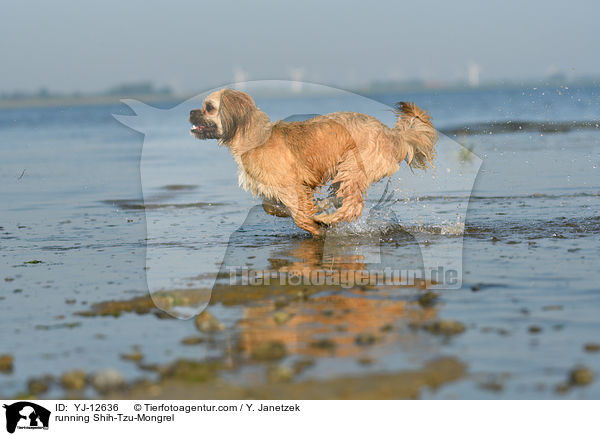 rennender Shih-Tzu-Mischling / running Shih-Tzu-Mongrel / YJ-12636