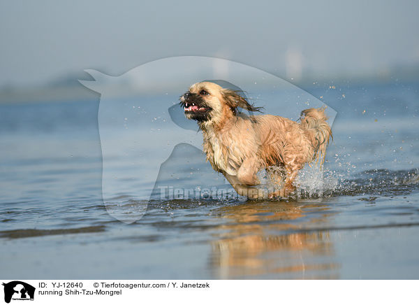 rennender Shih-Tzu-Mischling / running Shih-Tzu-Mongrel / YJ-12640