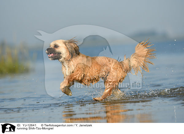 rennender Shih-Tzu-Mischling / running Shih-Tzu-Mongrel / YJ-12641