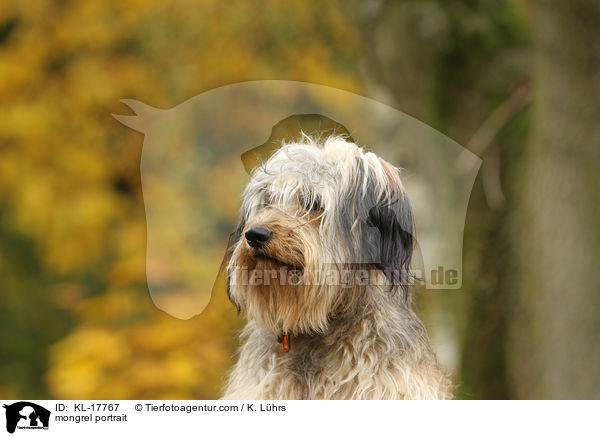 Mischling Portrait / mongrel portrait / KL-17767