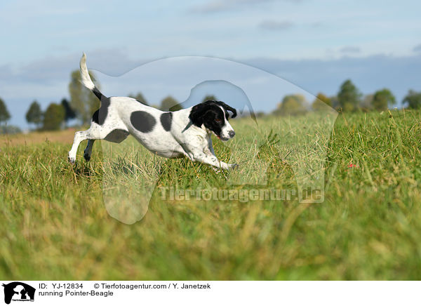 rennender Pointer-Beagle / running Pointer-Beagle / YJ-12834