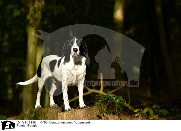 Pointer-Beagle / Pointer-Beagle / YJ-12838