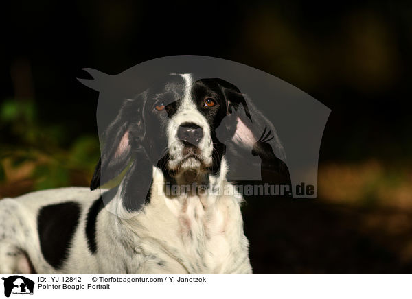 Pointer-Beagle Portrait / Pointer-Beagle Portrait / YJ-12842
