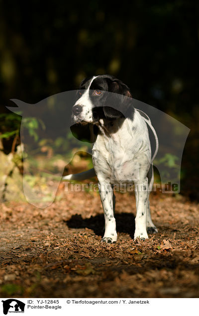 Pointer-Beagle / Pointer-Beagle / YJ-12845