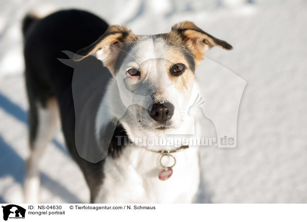 Mischling Portrait / mongrel portrait / NS-04630