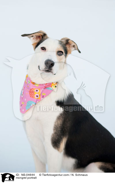 Mischling Portrait / mongrel portrait / NS-04644