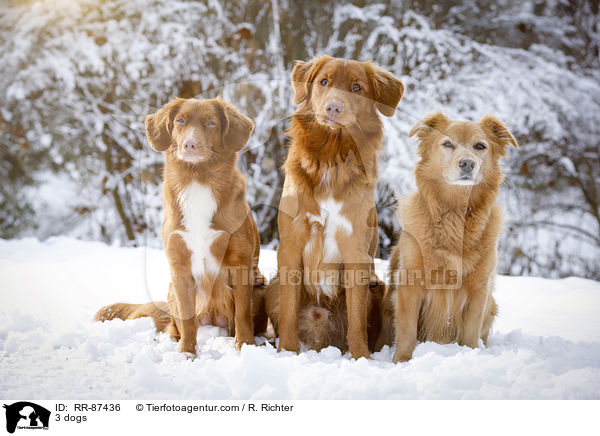 3 dogs / RR-87436
