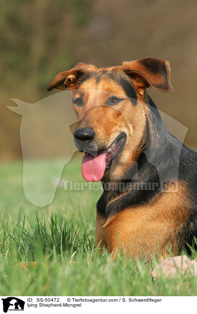 liegender Schferhund-Mischling / lying Shepherd-Mongrel / SS-50472