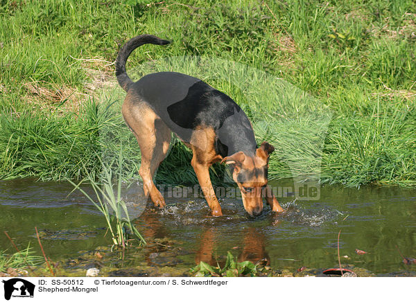 Schferhund-Mischling / Shepherd-Mongrel / SS-50512