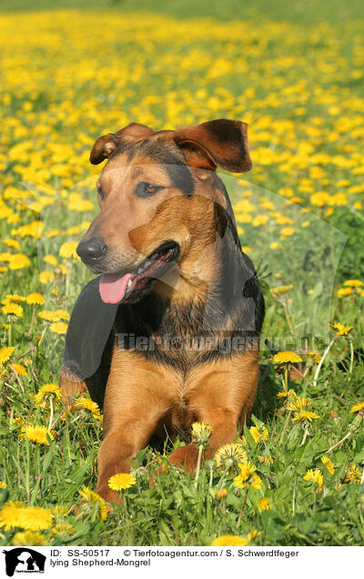 liegender Schferhund-Mischling / lying Shepherd-Mongrel / SS-50517