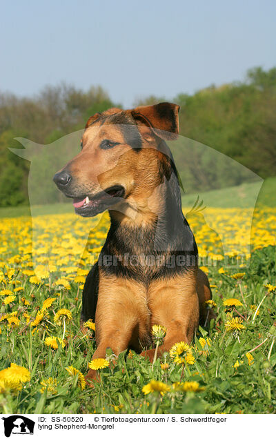 liegender Schferhund-Mischling / lying Shepherd-Mongrel / SS-50520