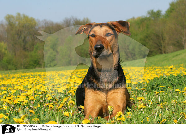 liegender Schferhund-Mischling / lying Shepherd-Mongrel / SS-50522