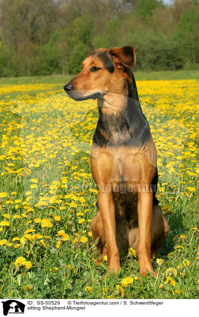 sitzender Schferhund-Mischling / sitting Shepherd-Mongrel / SS-50529
