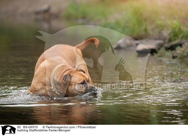 badender Staffordshire-Terrier-Mischling / bathing Staffordshire-Terrier-Mongrel / BS-06570