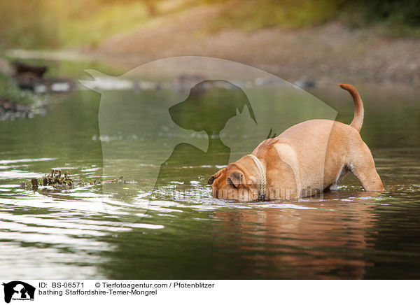 badender Staffordshire-Terrier-Mischling / bathing Staffordshire-Terrier-Mongrel / BS-06571