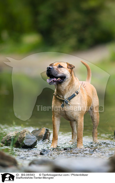 Staffordshire-Terrier-Mischling / Staffordshire-Terrier-Mongrel / BS-06583