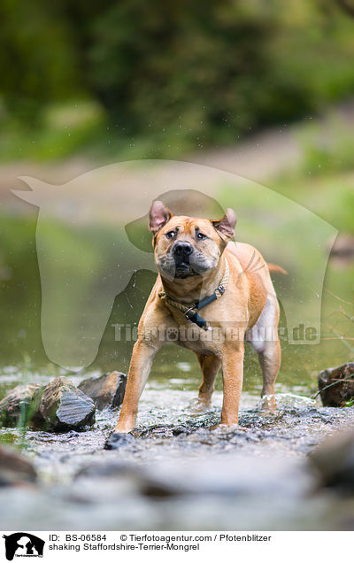 Staffordshire-Terrier-Mischling schttelt sich / shaking Staffordshire-Terrier-Mongrel / BS-06584